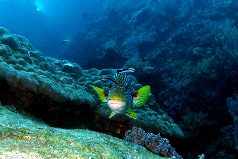 Plectorhinchus lineatus, Labroides dimidiatus