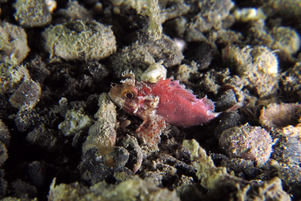 Parascorpaena picta