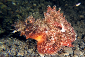 Scorpaenopsis oxycephala ou Scorpaenopsis venosa