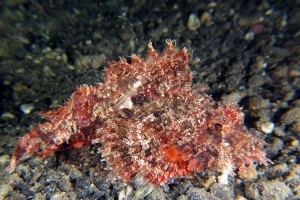 Scorpaenopsis oxycephala ou Scorpaenopsis venosa