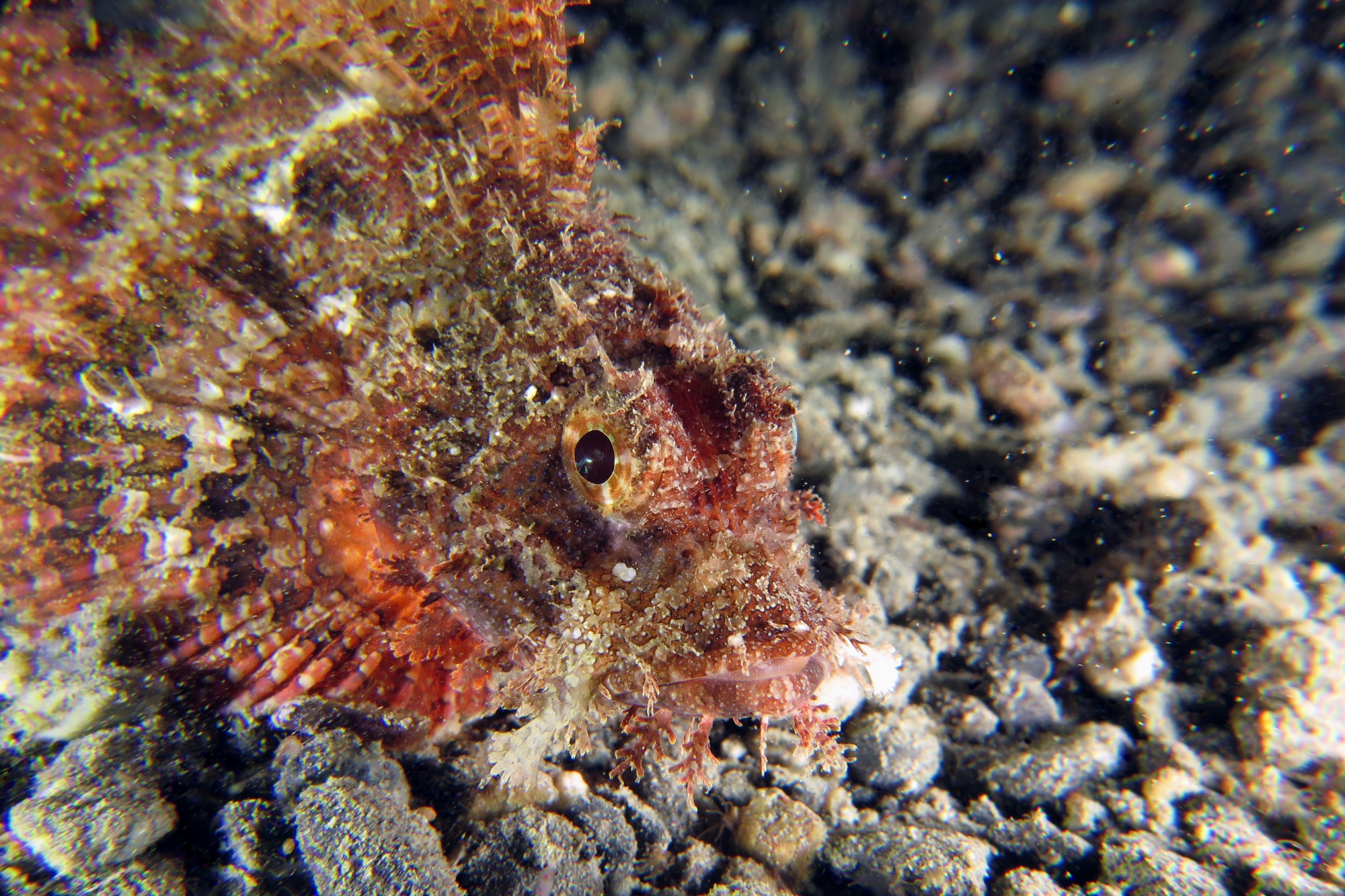 Scorpaenopsis oxycephala ou Scorpaenopsis venosa
