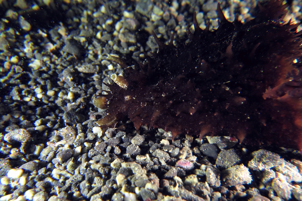 Dolabella auricularia