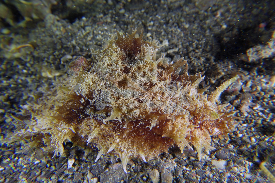 Dolabella auricularia