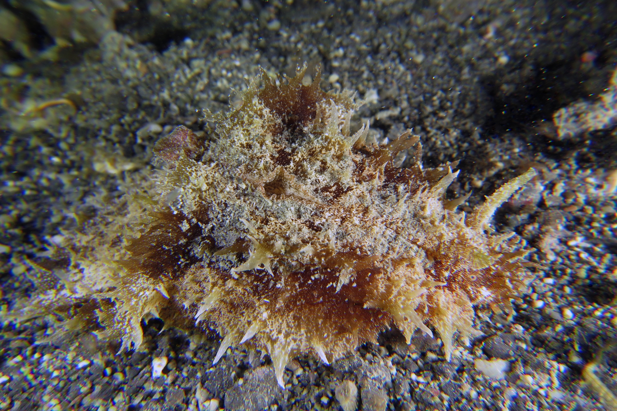 Dolabella auricularia