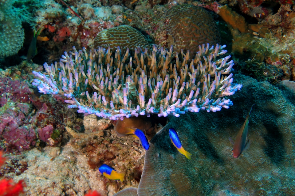 Pomacentrus auriventris, Acropora loripes