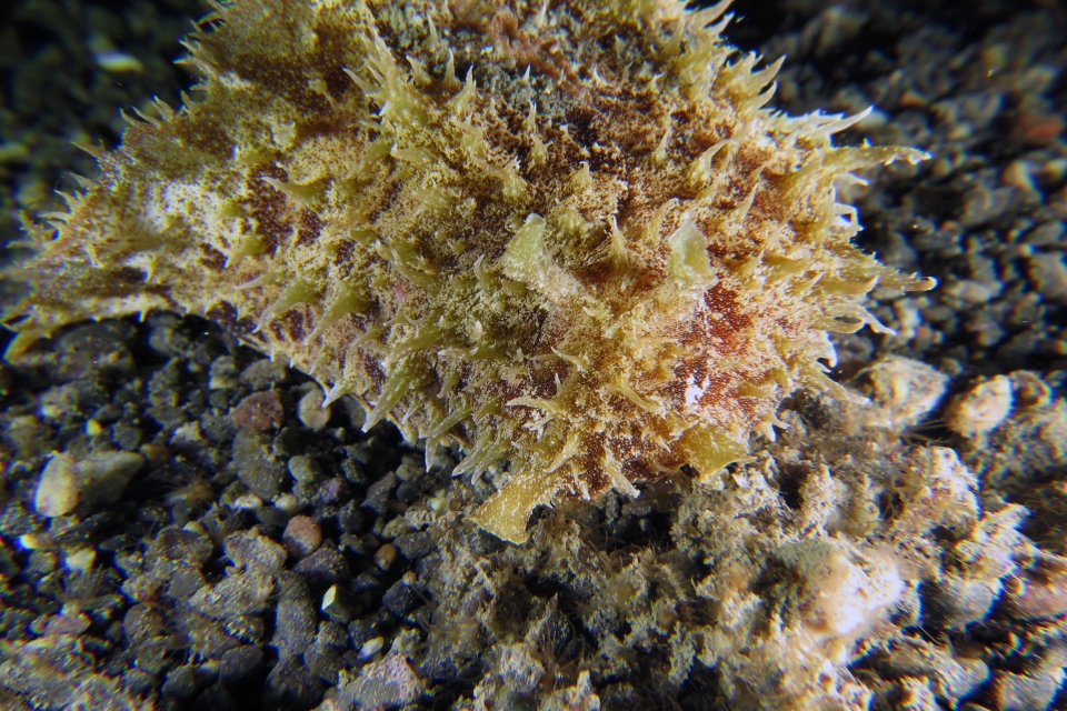 Dolabella auricularia