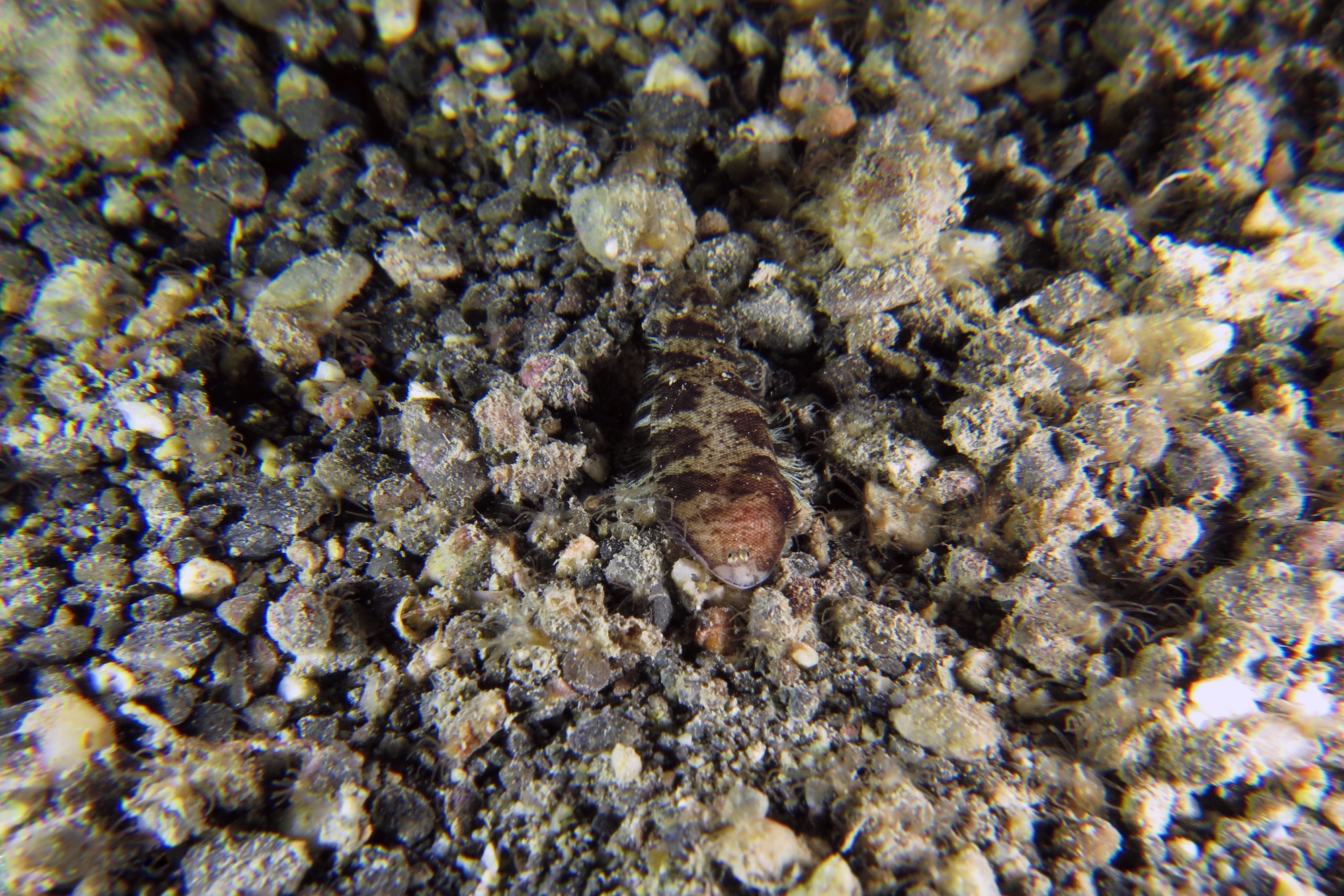 Cynoglossus puncticeps