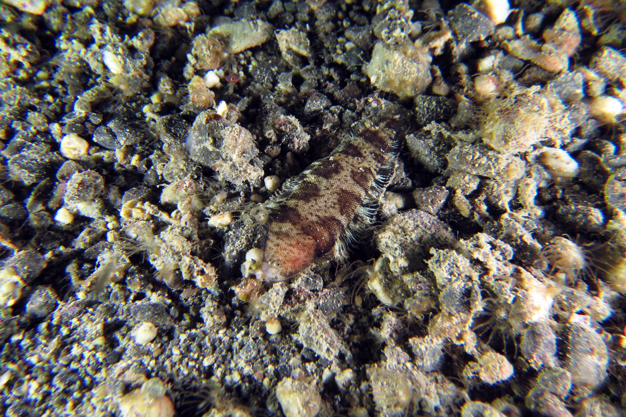 Cynoglossus puncticeps