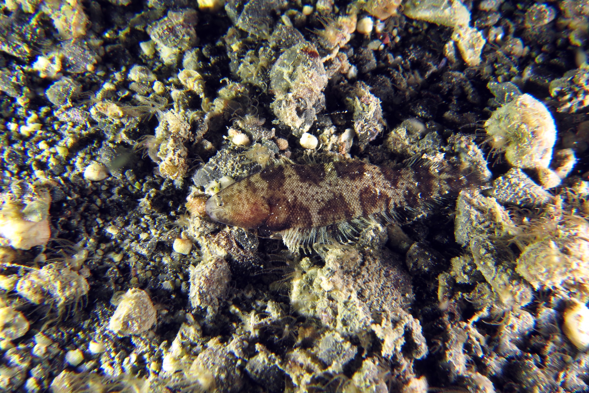 Cynoglossus puncticeps