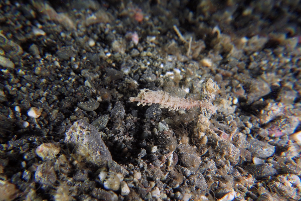Acentronura breviperula