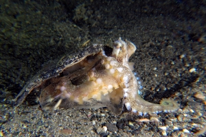 Amphioctopus marginatus