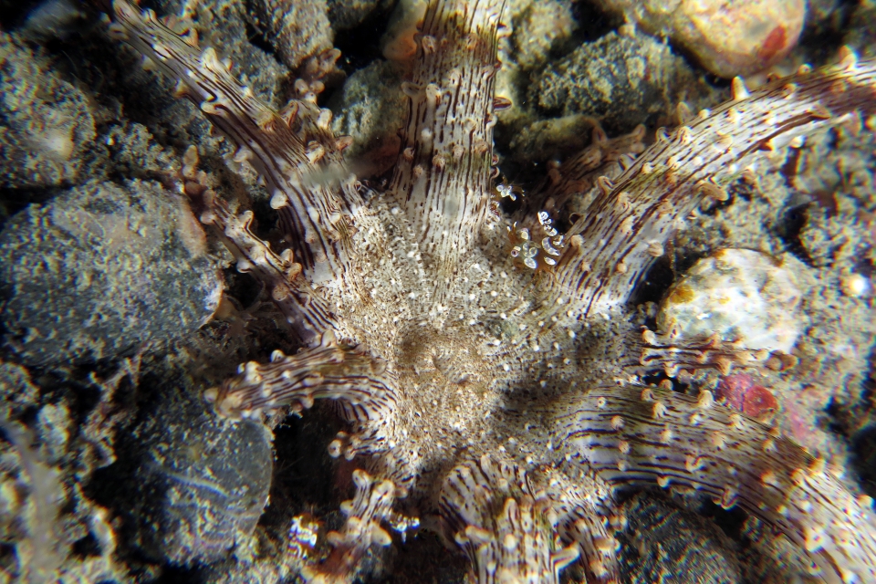 Thor amboinensis,  Actinostephanus haeckeli