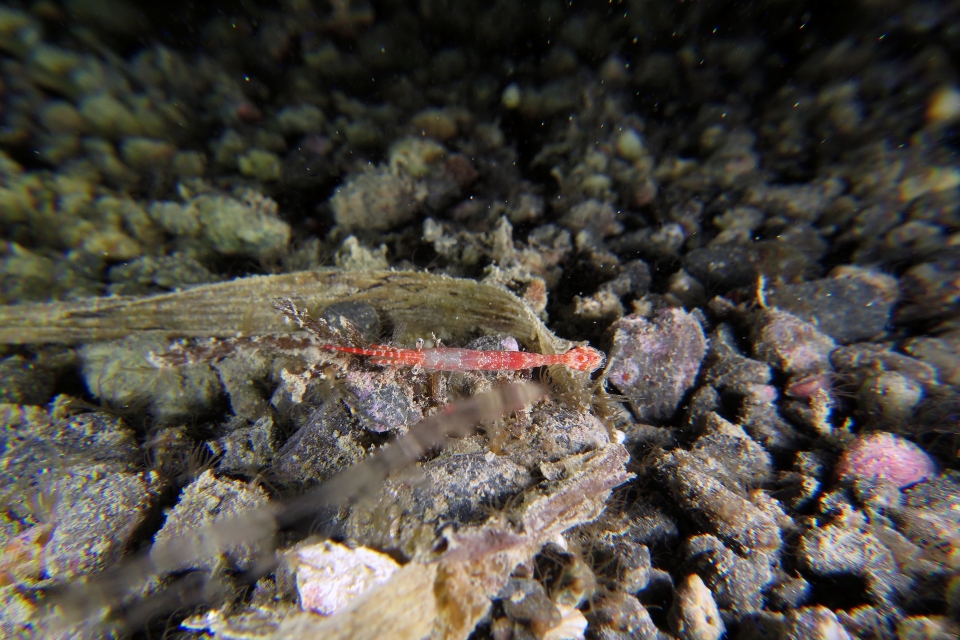 Tozeuma lanceolatum