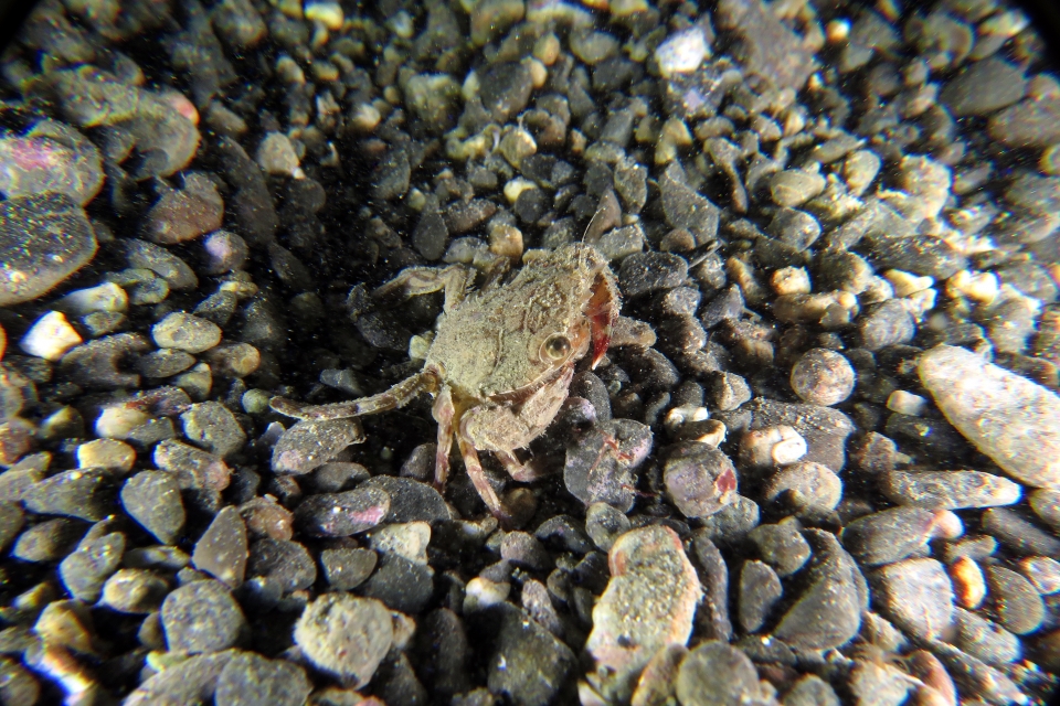 Crabe nageur