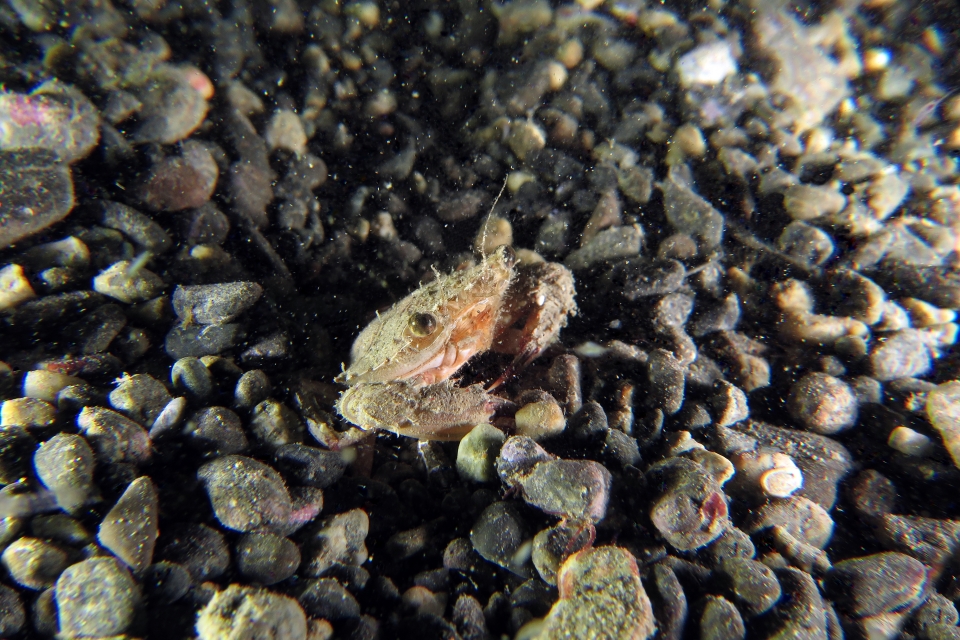 Crabe nageur