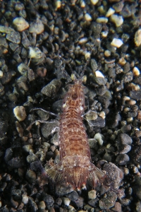 Squille Mantis Shrimp
