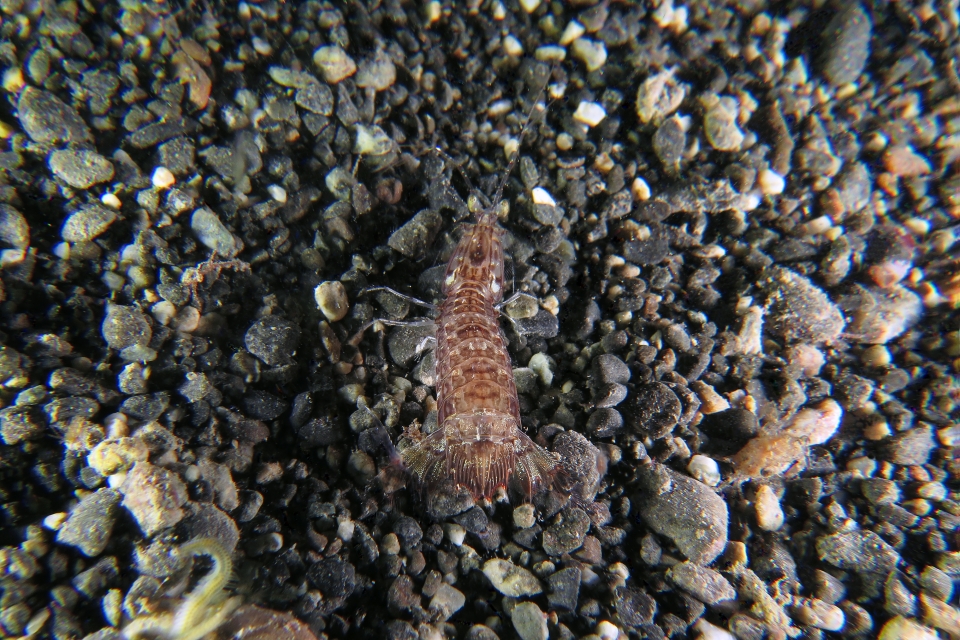 Squille Mantis Shrimp