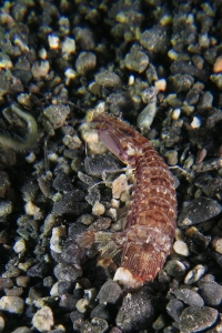 Squille Mantis Shrimp