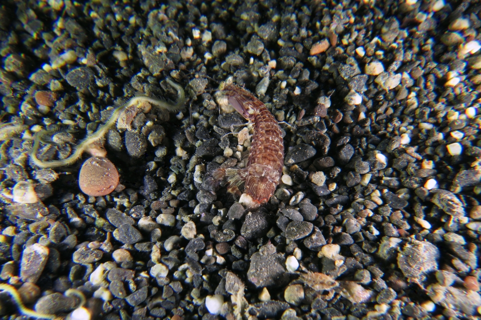 Squille Mantis Shrimp