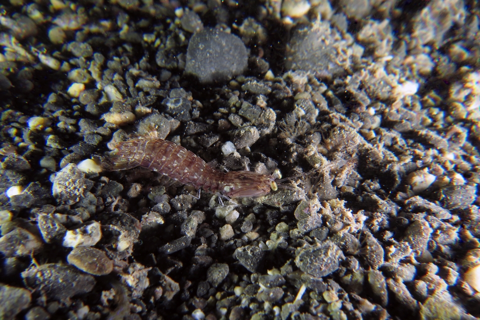 Squille Mantis Shrimp