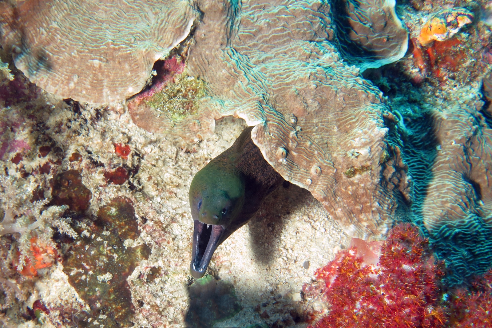 Gymnothorax javanicus