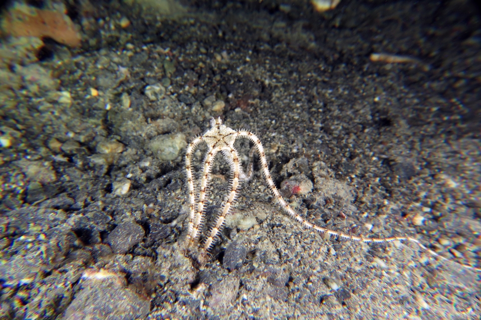 Ophiure