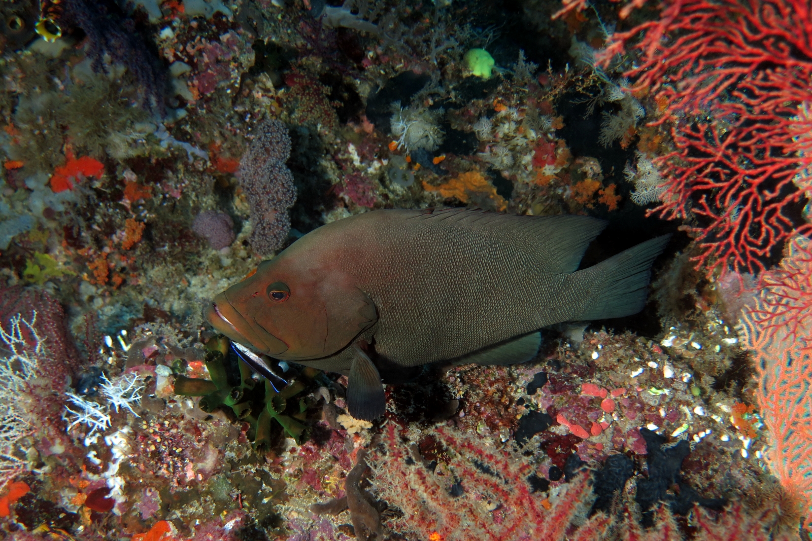 Aethaloperca rogaa, Labroides dimidiatus