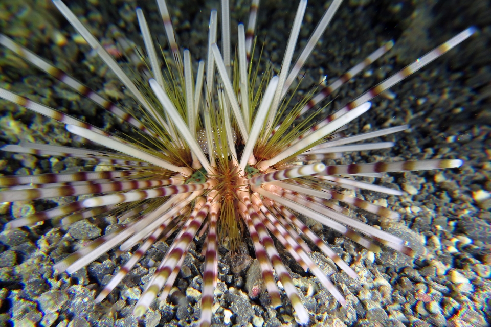 Echinothrix calamaris