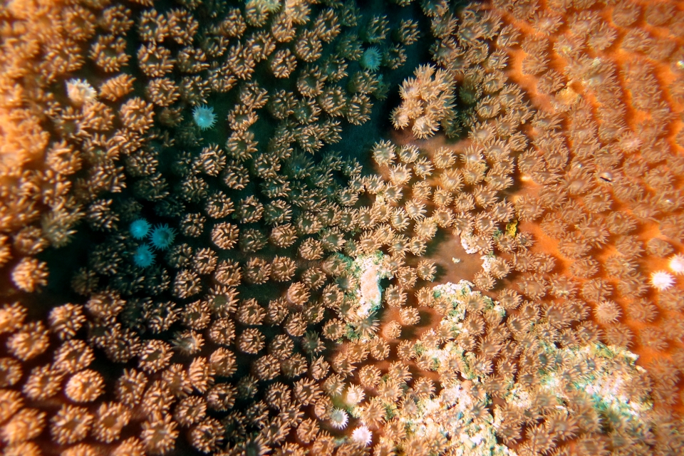 Polypes et leurs tentacules épanouies