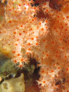 Dendronephthya sp ou Scléronephthya sp.