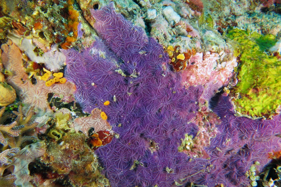 Chalinula nematifera