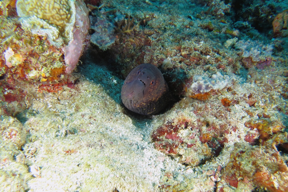 Gymnothorax javanicus