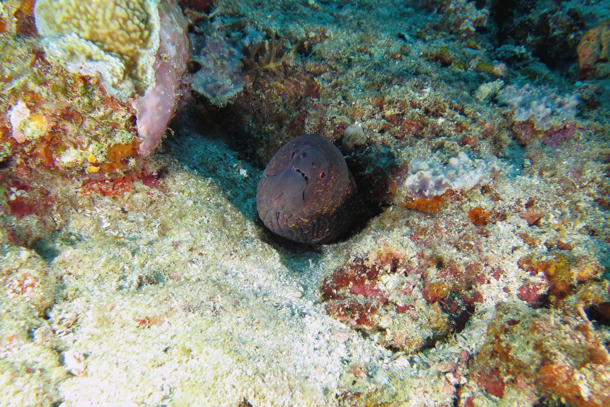 Gymnothorax javanicus