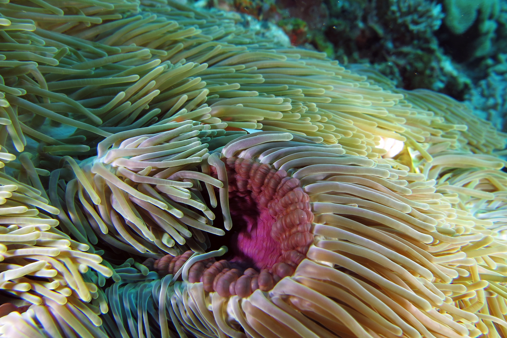 Heteractis magnifica