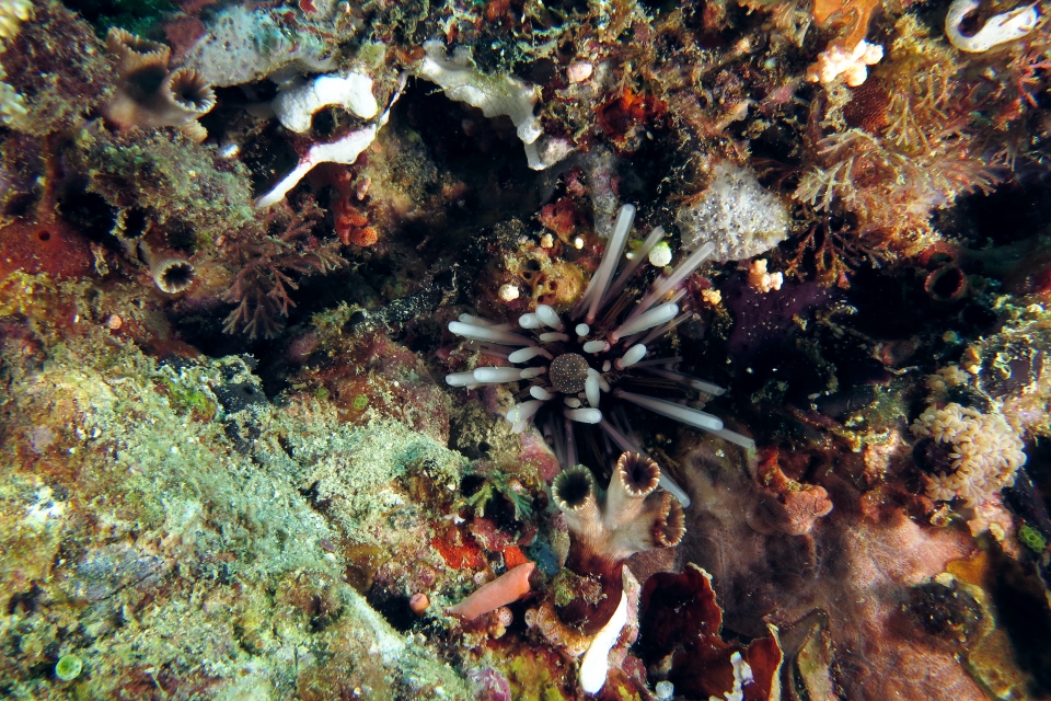 Echinothrix calamaris