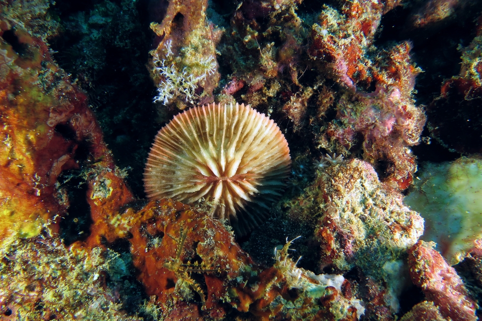 Fungia fungites