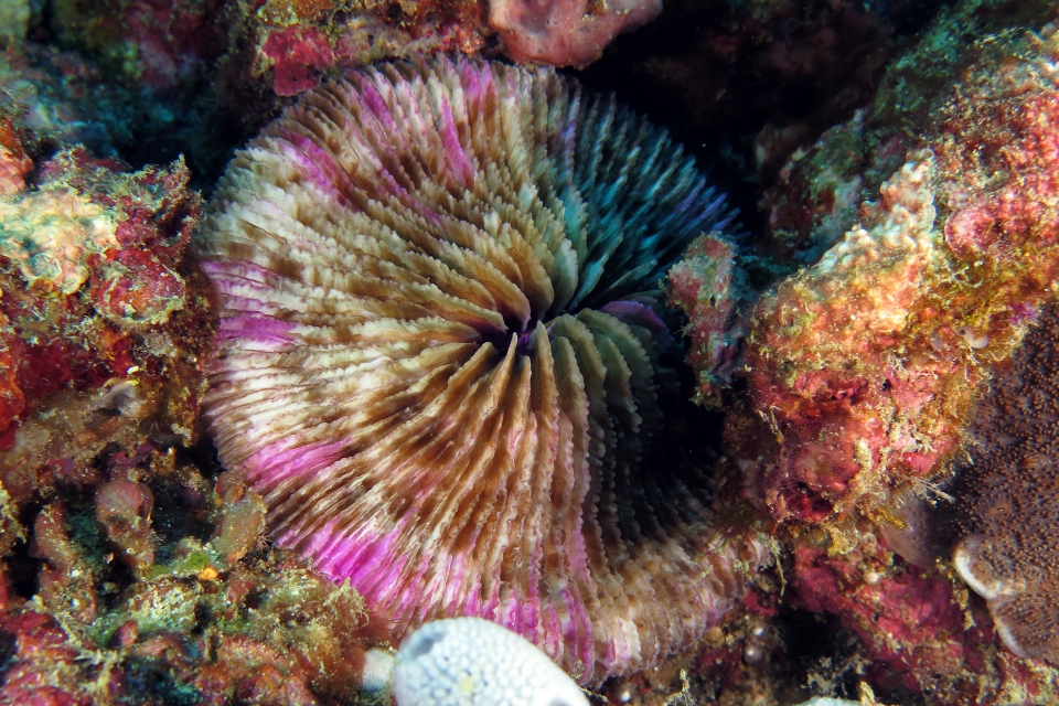 Fungia fungites