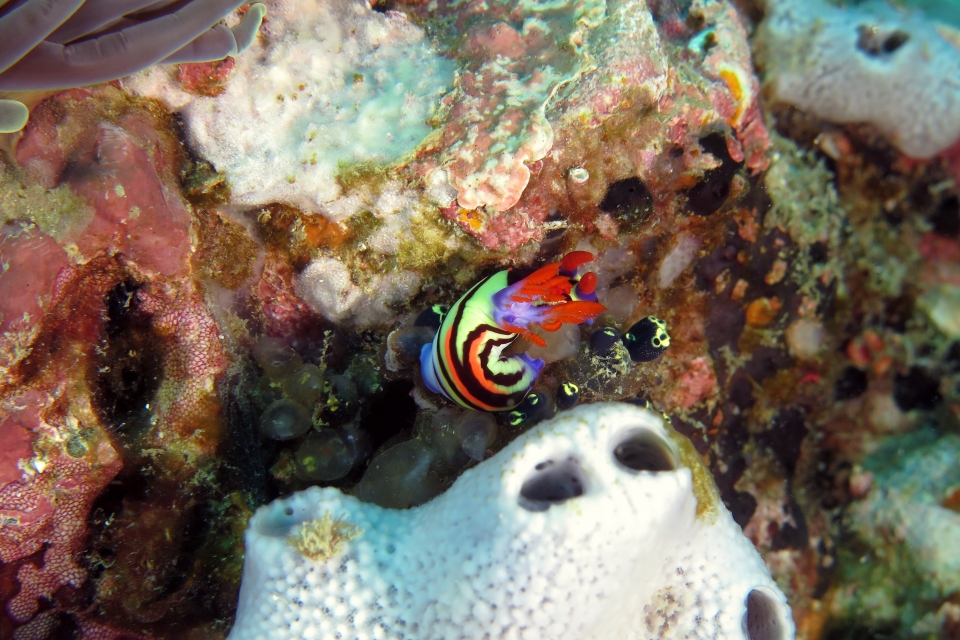 Nembrotha aurea