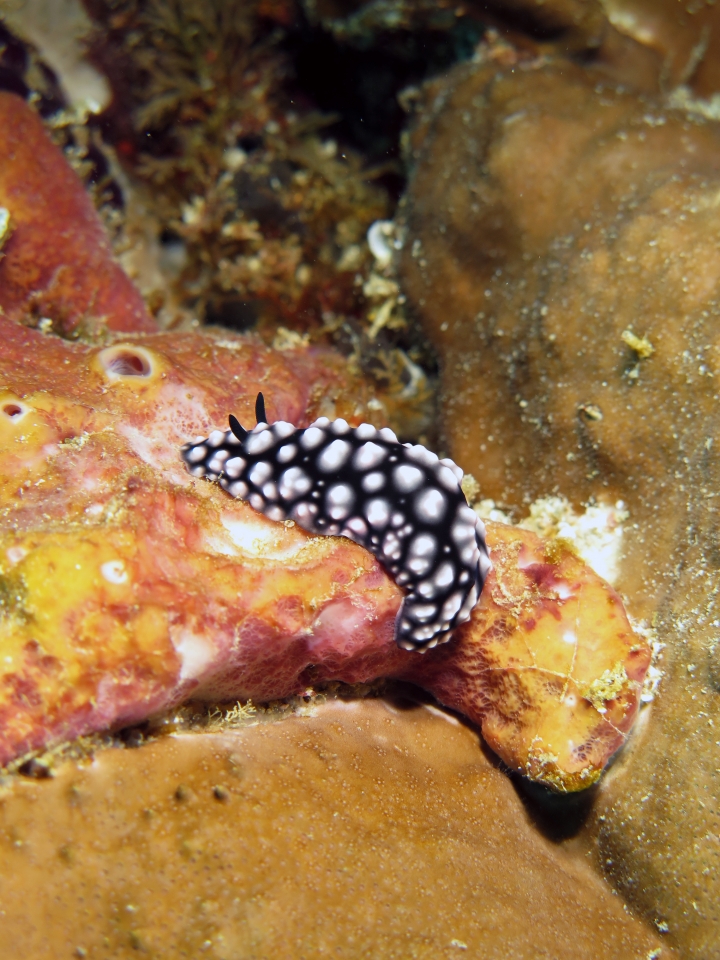 Phyllidiella pustulosa