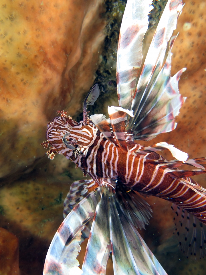 Pterois volitans