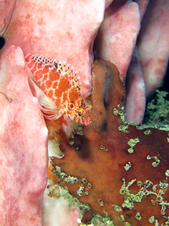 Cirrhitichthys aprinus, Xestospongia testudinaria