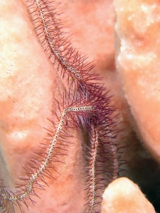 Ophiothrix purpurea, Xestospongia testudina
