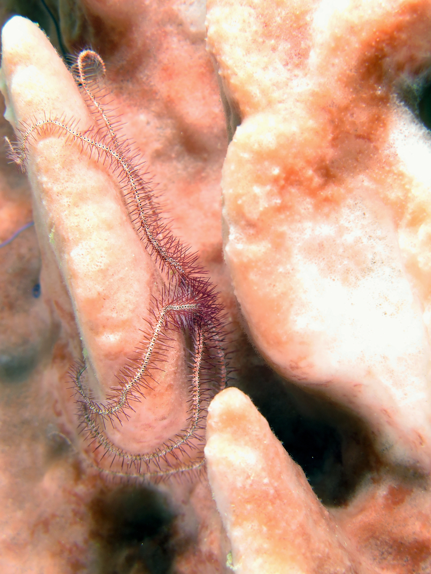 Ophiothrix purpurea, Xestospongia testudina
