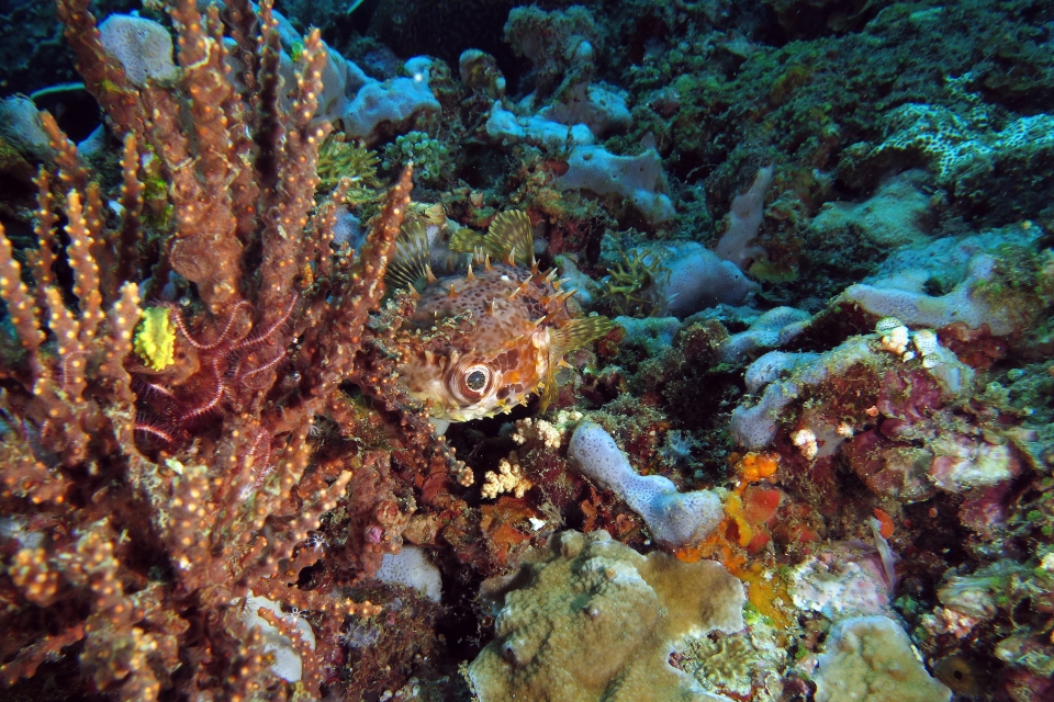 Cyclichthys orbicularis