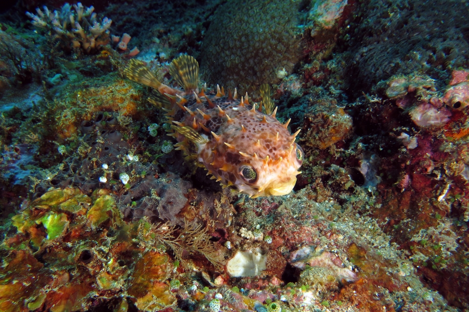 Cyclichthys orbicularis
