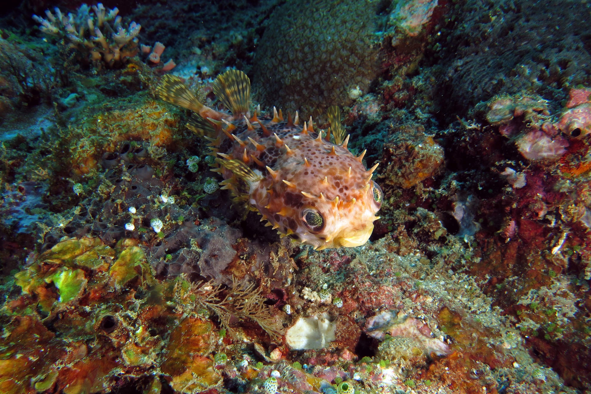 Cyclichthys orbicularis