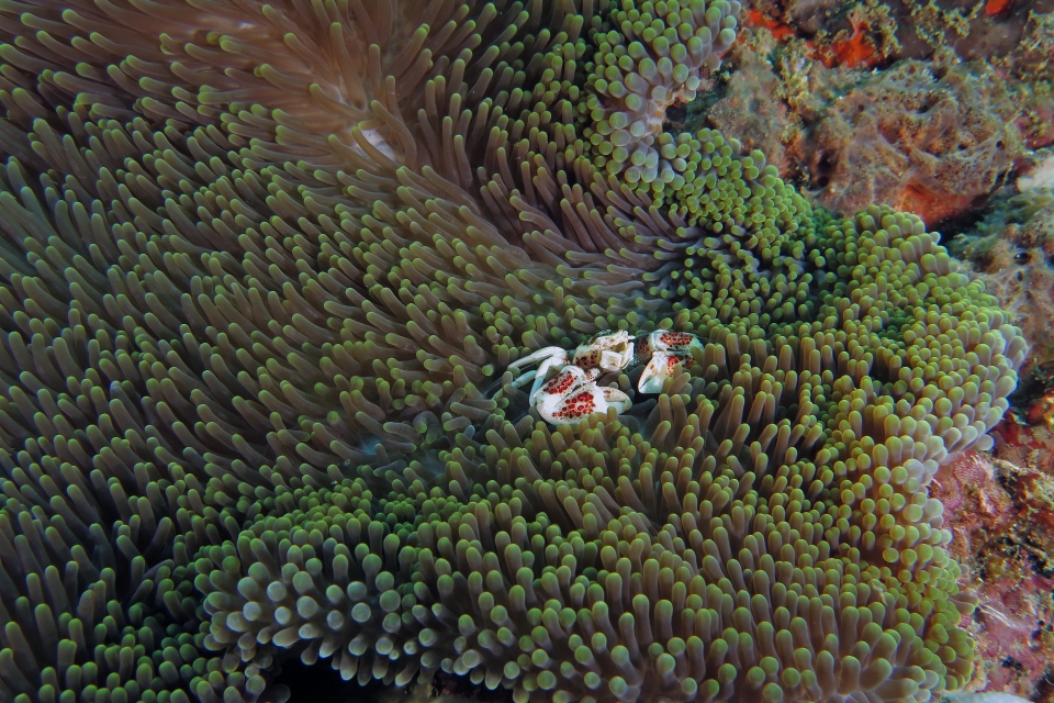 Neopetrolisthes ohshimai, Heteractis magnifica
