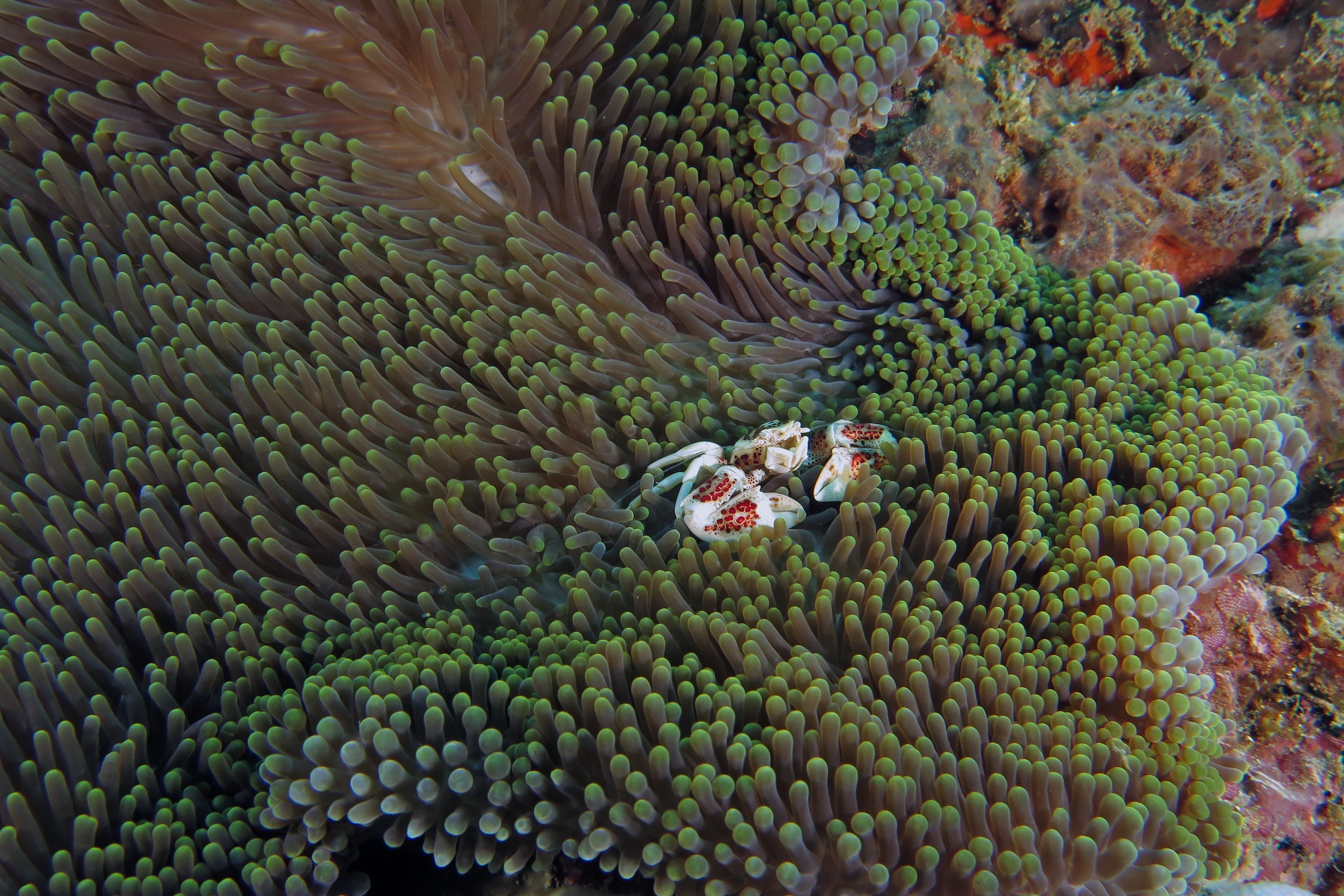 Neopetrolisthes ohshimai, Heteractis magnifica
