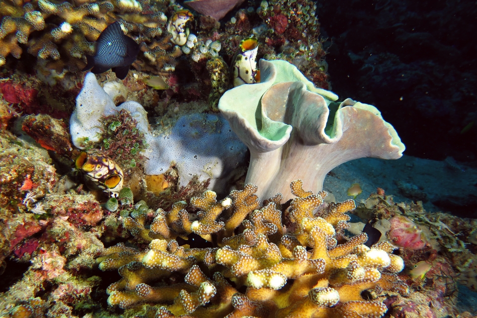 Sarcophyton sp, Dascyllus trimaculatus, Pocillopora verrucosa, Polycarpa aurata