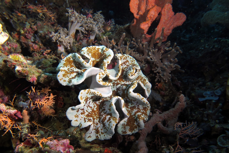 Sarcophyton trocheliophorum ou Sarcophyton glaucum, Waminoa sp., Stylissa carteri